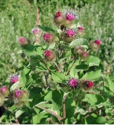 Burdock Arctium lappa